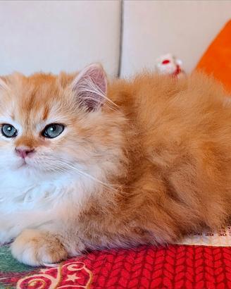 British Golden cucciolo