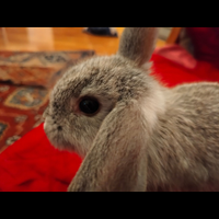 Coniglietti nani ariete