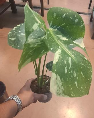 monstera Thai Constellation