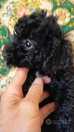 Vendita cuccioli cane