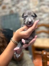 Cuccioli di Pitbull con pedegree