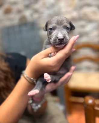 Cuccioli di Pitbull con pedegree