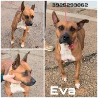 Cagnolina in adozione