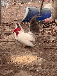 Galline nane chabo nagasaki