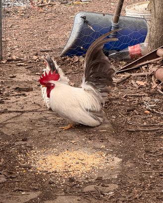 Galline nane chabo nagasaki