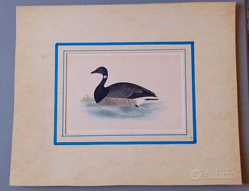 Stampa Ornitologica d'Epoca '800 "Brent Goose"