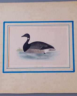 Stampa Ornitologica d'Epoca '800 "Brent Goose"