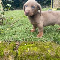 Bassotto Nano Isabella Maschio