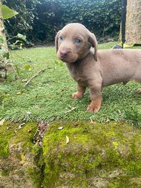 Bassotto Nano Isabella Maschio