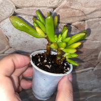 Crassula Ovata Hobbit Pianta Succulenta