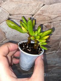 Crassula Ovata Hobbit Pianta Succulenta