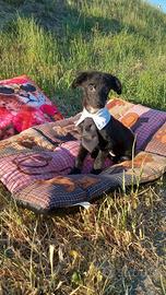 Incrocio tra cocker e barboncino nano