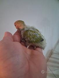 Pappagalli inseparabili allevati a mano