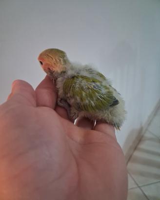 Pappagalli inseparabili allevati a mano