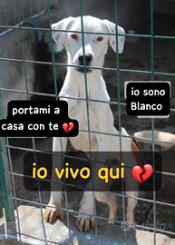 BLANCO 3 ANNI taglia media