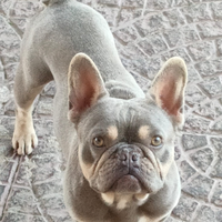 Bulldog francese