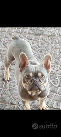 Bulldog francese
