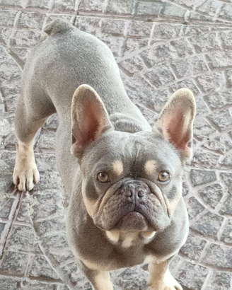 Bulldog francese