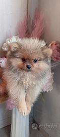 Volpini di Pomerania con pedigree