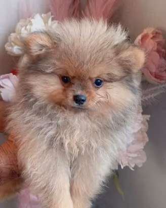 Volpini di Pomerania con pedigree