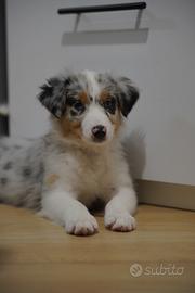 Cucciola di Pastore Australiano