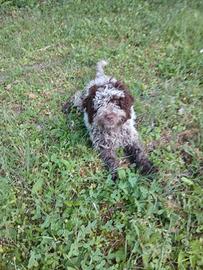 Lagotto romagnolo