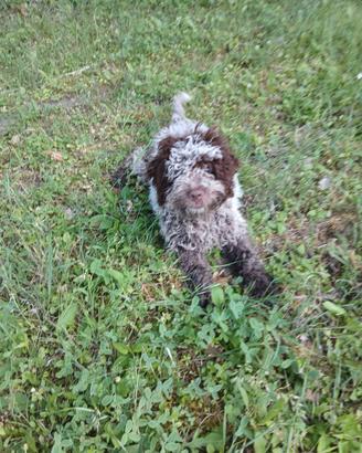 Lagotto romagnolo