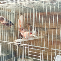 Canarini allerchino portoghese