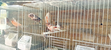 Canarini allerchino portoghese