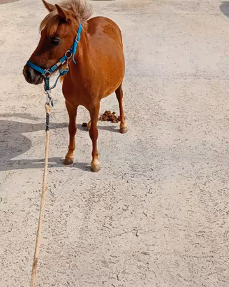 Pony femmina