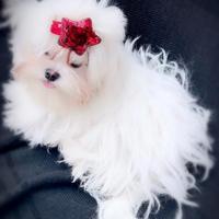 Maltese coreano maschietto