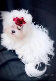 Maltese coreano maschietto