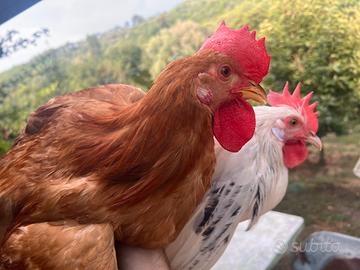 Galletti livornesi