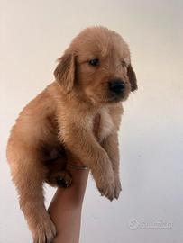 Cucciole golden retriever americano