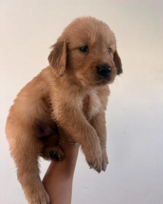 Cucciole golden retriever americano