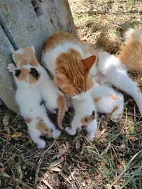 Gatti da adottare