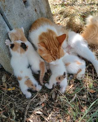 Gatti da adottare