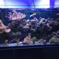Acquario marino - Pesce e rocce