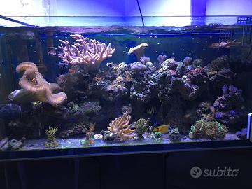 Acquario marino - Pesce e rocce