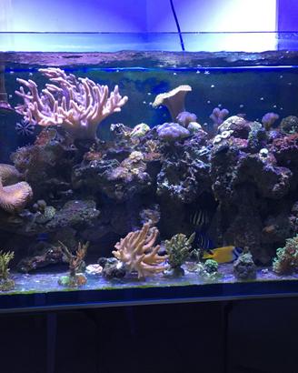 Acquario marino - Pesce e rocce