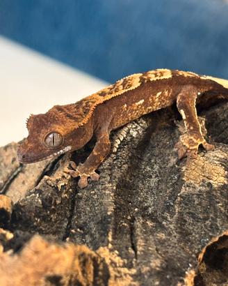 Geco cilliatus