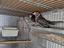 Immagine 6
