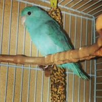 Pappagallini inseparabili