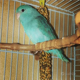 Pappagallini inseparabili