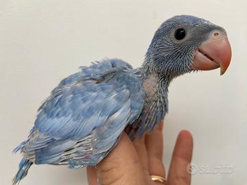 Parrocchetto pied dom deep