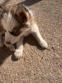 Cuccioli Husky
