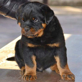 Rottweiler cuccioli zona EUR