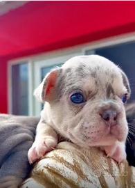 Bulldog francese