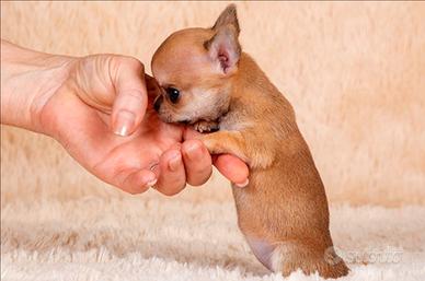 Piccoli Toy mini