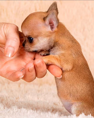 Piccoli Toy mini